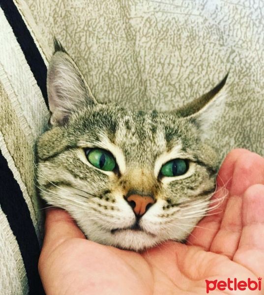 Tekir Kedi, Kedi  Safari fotoğrafı