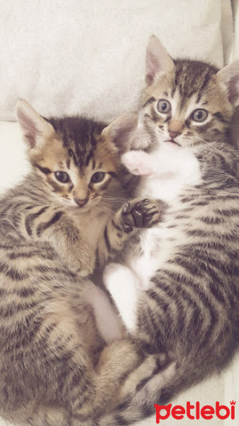 Tekir Kedi, Kedi  henüz bir ismi yok fotoğrafı