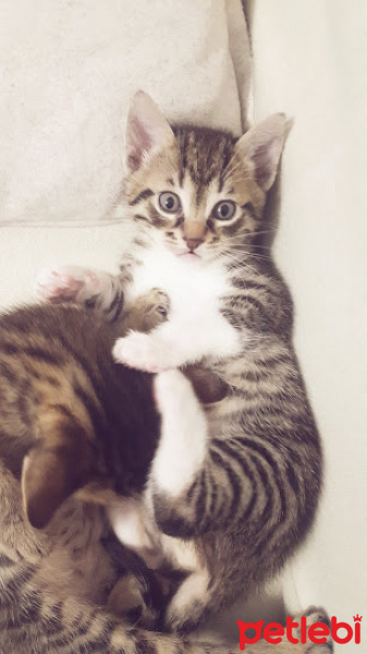 Tekir Kedi, Kedi  henüz bir ismi yok fotoğrafı