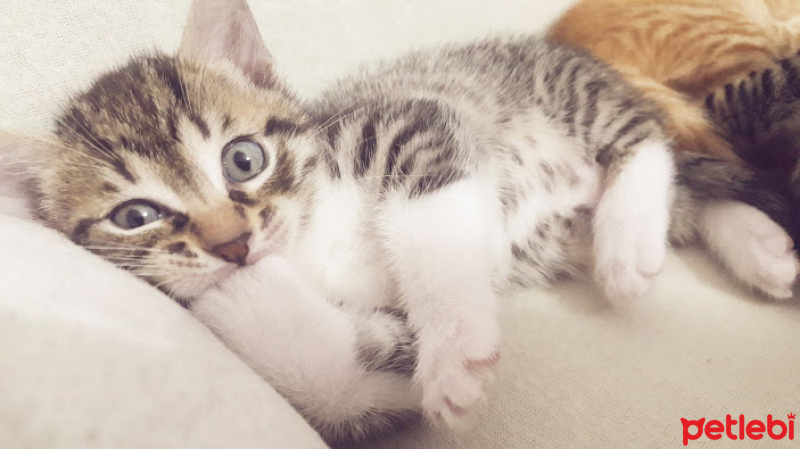 Tekir Kedi, Kedi  henüz bir ismi yok fotoğrafı