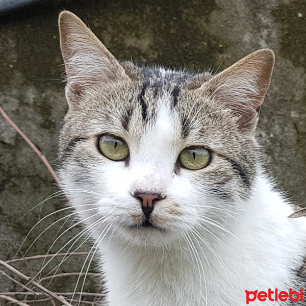 Tekir Kedi, Kedi  Kireç fotoğrafı