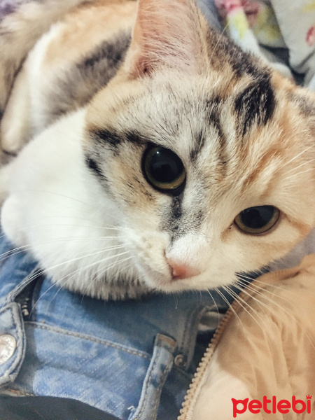 British Shorthair, Kedi  Lokum fotoğrafı