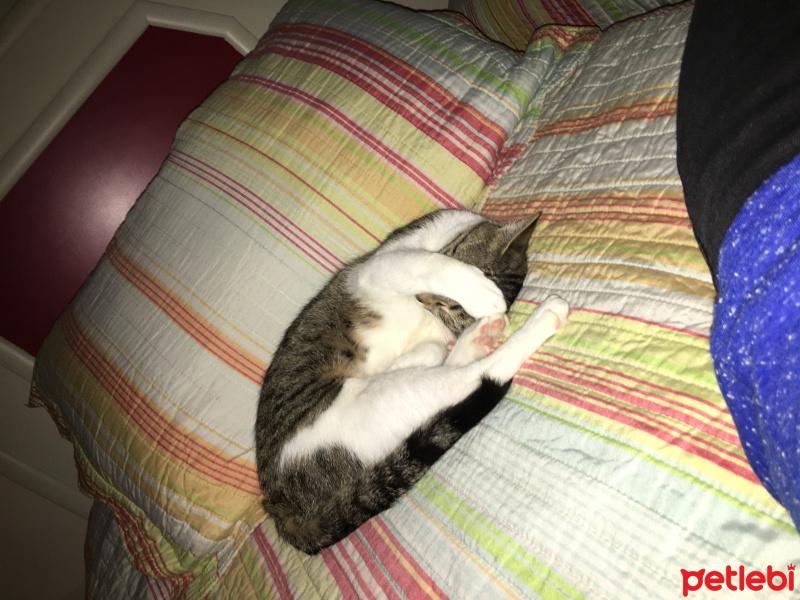 Ankara Kedisi, Kedi  Kadife fotoğrafı