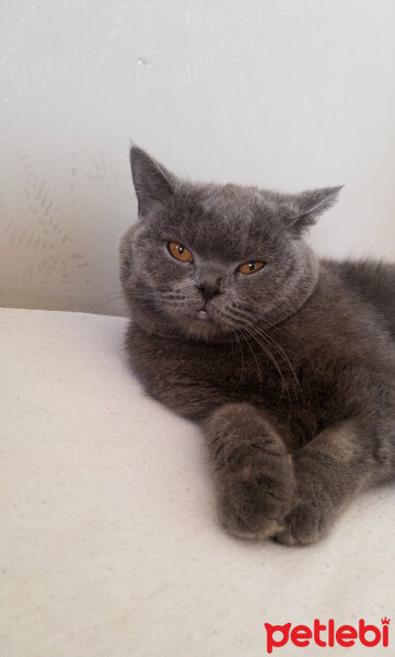 British Shorthair, Kedi  PARİS fotoğrafı