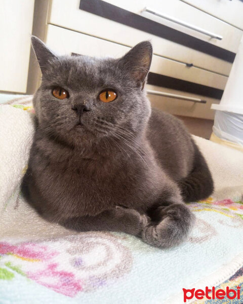 British Shorthair, Kedi  PARİS fotoğrafı