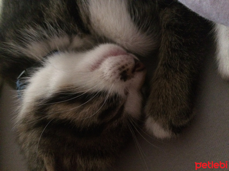 Tekir Kedi, Kedi  Luci fotoğrafı