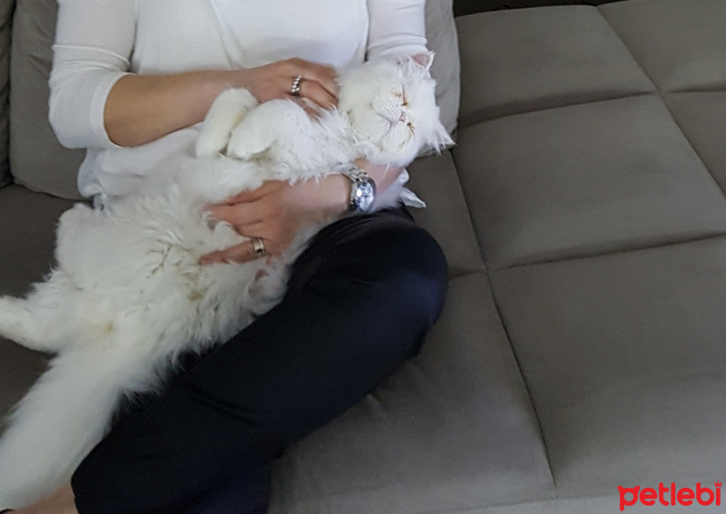 İran Kedisi (Persian), Kedi  Memnun fotoğrafı