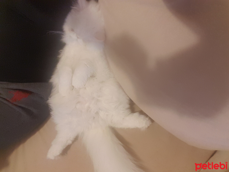İran Kedisi (Persian), Kedi  Memnun fotoğrafı