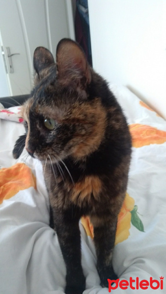 Tekir Kedi, Kedi  Kizim fotoğrafı