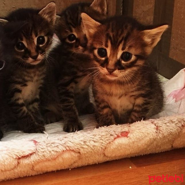 Tekir Kedi, Kedi  YUVA ARIYORLARRRRR fotoğrafı