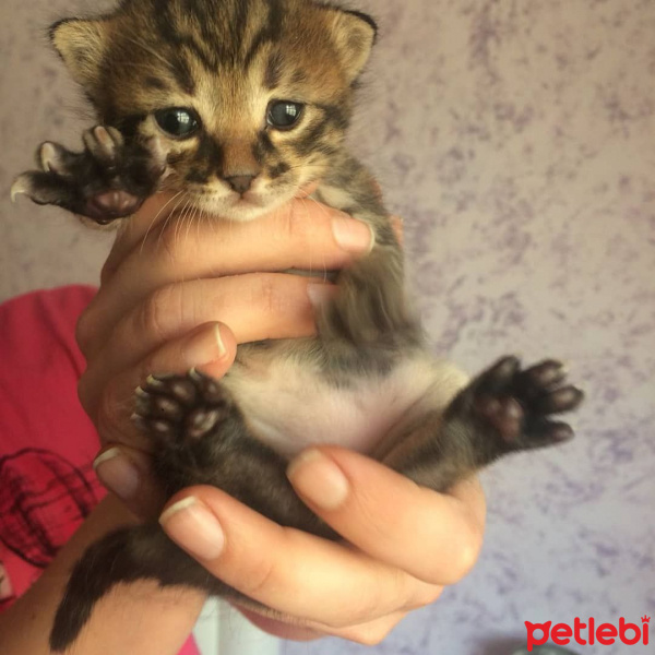Tekir Kedi, Kedi  YUVA ARIYORLARRRRR fotoğrafı