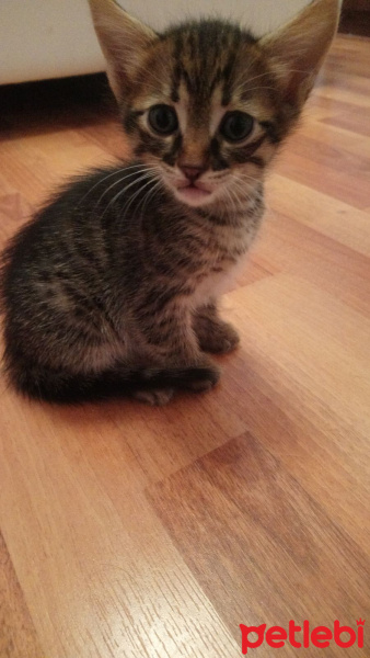 Tekir Kedi, Kedi  YUVA ARIYORLARRRRR fotoğrafı
