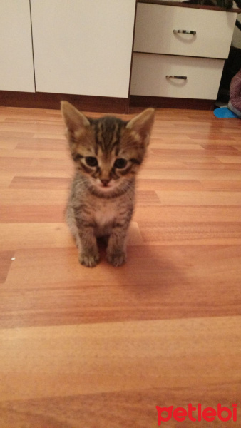 Tekir Kedi, Kedi  YUVA ARIYORLARRRRR fotoğrafı