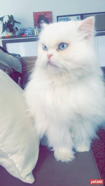 İran Kedisi (Persian), Kedi  Sütlaç fotoğrafı