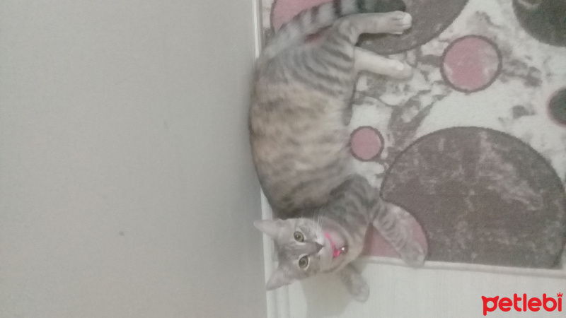 Tekir Kedi, Kedi  Alina fotoğrafı