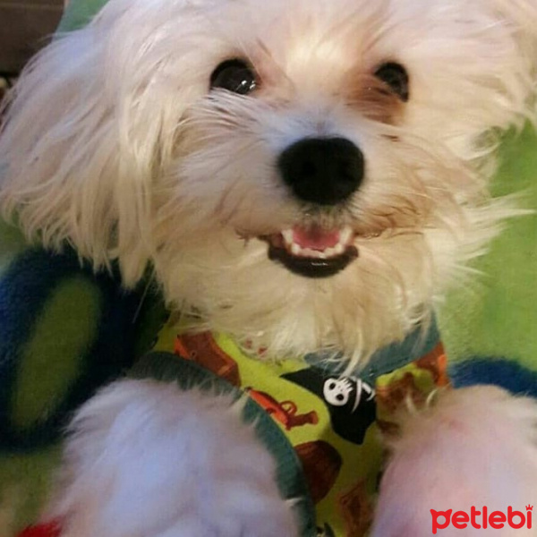 Maltese, Köpek  Laki fotoğrafı