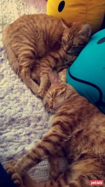Tekir Kedi, Kedi  Marco fotoğrafı