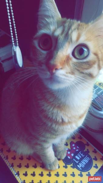Tekir Kedi, Kedi  Marco fotoğrafı