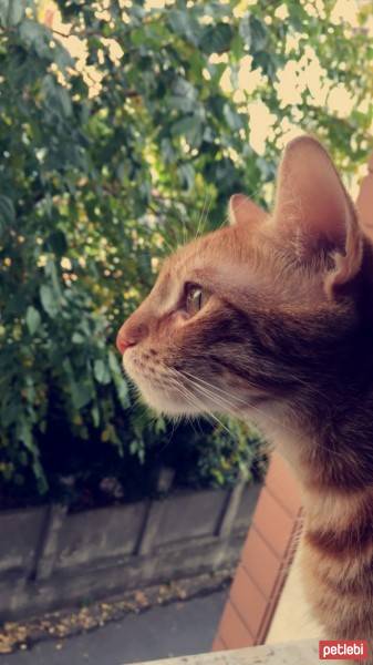 Tekir Kedi, Kedi  Marco fotoğrafı