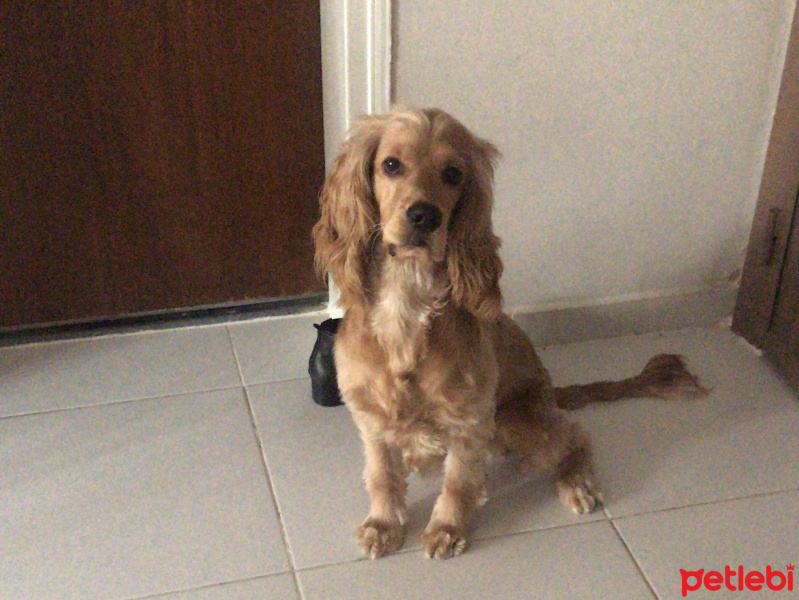 İngiliz Cocker Spaniel, Köpek  Leo fotoğrafı