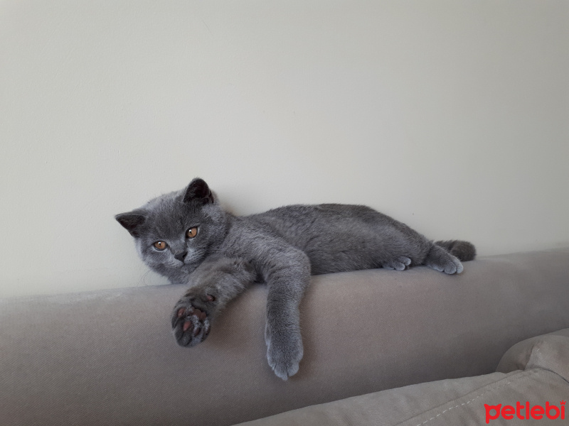 British Shorthair, Kedi  Sherlock fotoğrafı