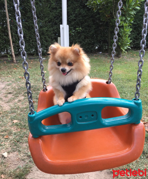 Pomeranyalı, Köpek  Chanel fotoğrafı