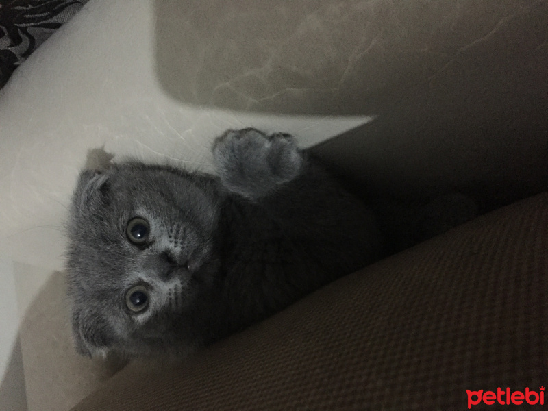Scottish Fold, Kedi  Dominic fotoğrafı