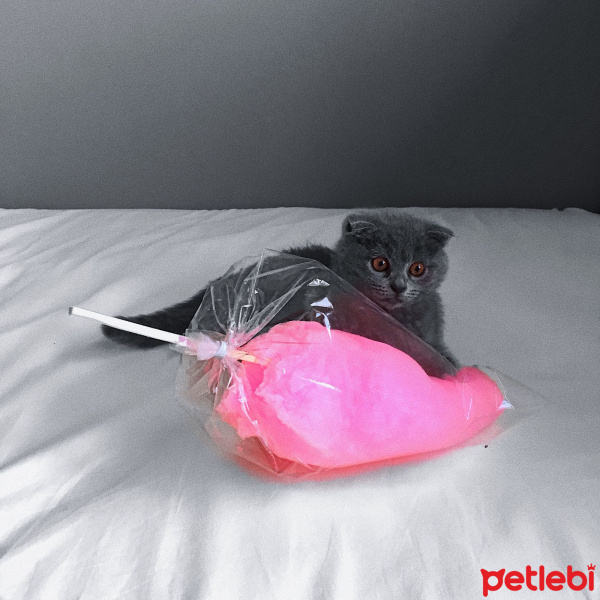 Scottish Fold, Kedi  Dominic fotoğrafı