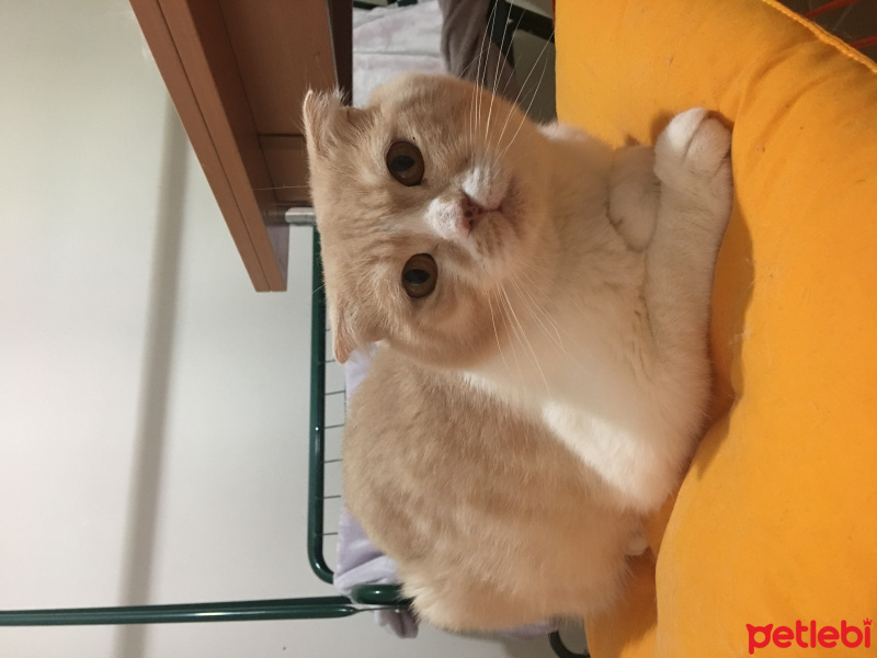 Scottish Fold, Kedi  TOM fotoğrafı
