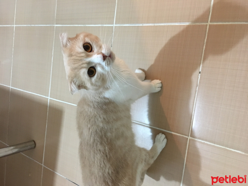 Scottish Fold, Kedi  TOM fotoğrafı