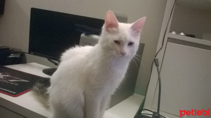 Tekir Kedi, Kedi  Mirana (Mira) fotoğrafı