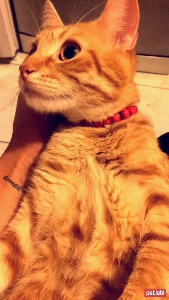Tekir Kedi, Kedi  Mia fotoğrafı