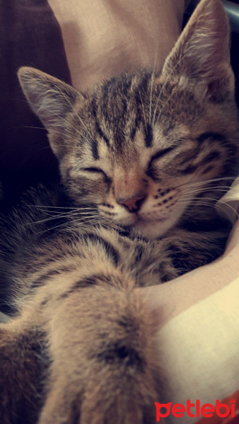 Tekir Kedi, Kedi  pakize :) fotoğrafı