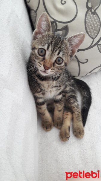 Tekir Kedi, Kedi  pakize :) fotoğrafı