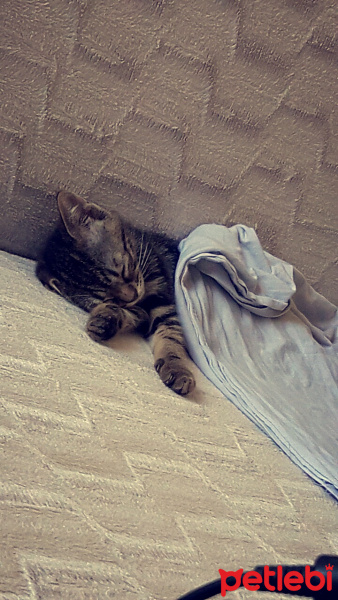 Tekir Kedi, Kedi  pakize :) fotoğrafı