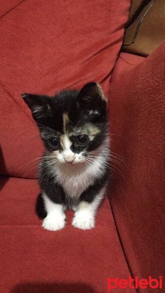 Tekir Kedi, Kedi  Nazlı fotoğrafı