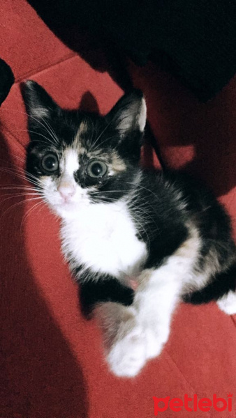 Tekir Kedi, Kedi  Nazlı fotoğrafı
