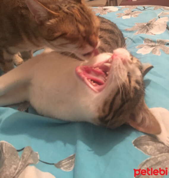 Tekir Kedi, Kedi  Minnoş fotoğrafı