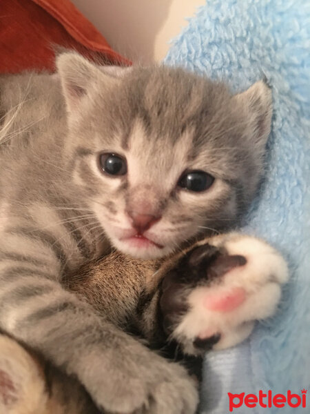 Tekir Kedi, Kedi  Minnoş fotoğrafı