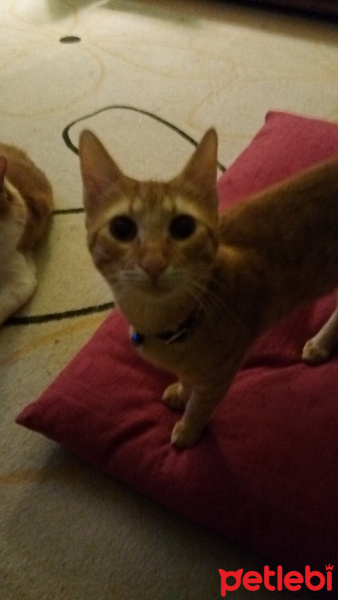 Tekir Kedi, Kedi  Behzat fotoğrafı