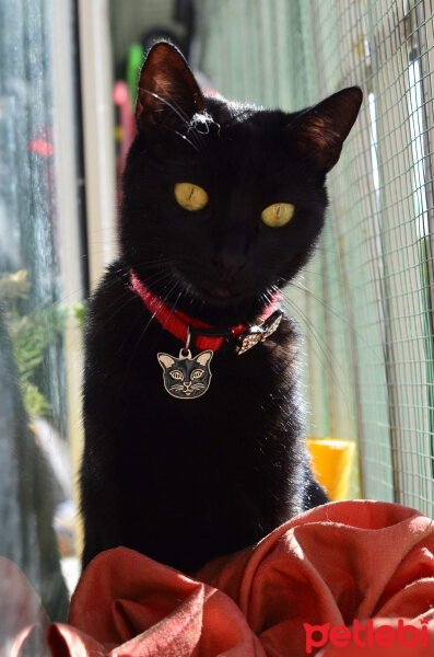 Bombay, Kedi  Zeytin fotoğrafı