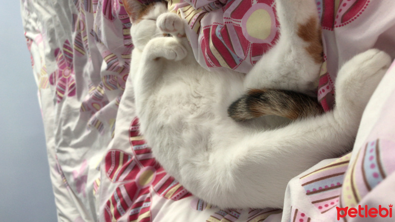 Tekir Kedi, Kedi  Pamuk fotoğrafı