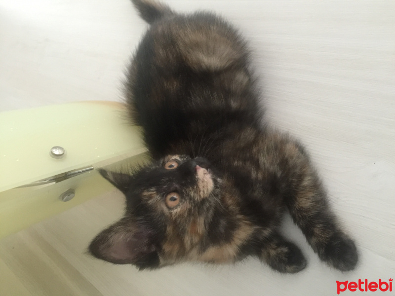 Tekir Kedi, Kedi  Yok fotoğrafı