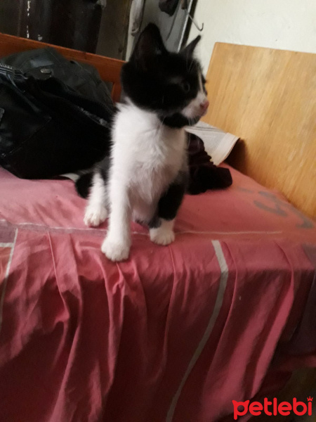 York Chocolate, Kedi  Sansli fotoğrafı