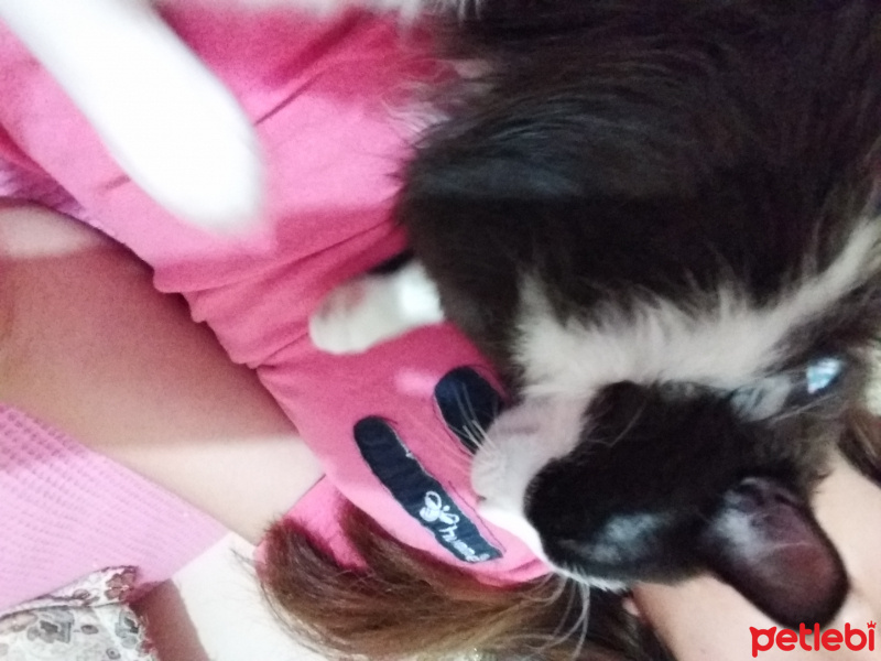 Tuxedo (Smokin) Kedi, Kedi  Yamaç mercan fotoğrafı
