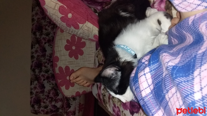 Tuxedo (Smokin) Kedi, Kedi  Yamaç mercan fotoğrafı