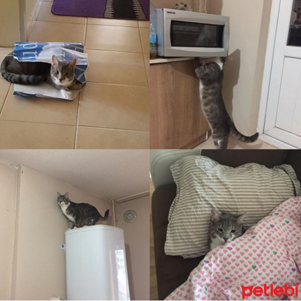 Tekir Kedi, Kedi  Şero fotoğrafı