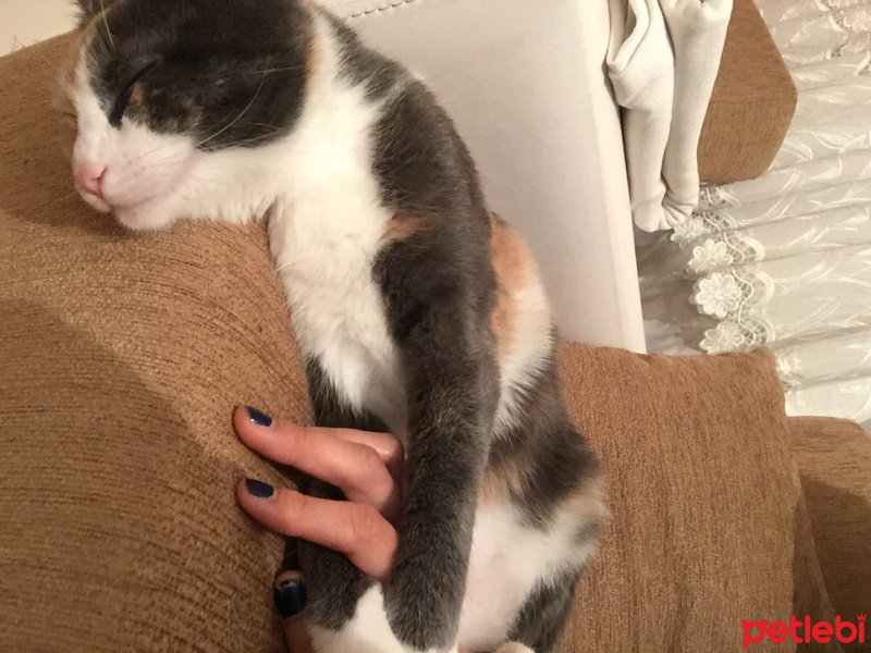 Tekir Kedi, Kedi  Duduş fotoğrafı