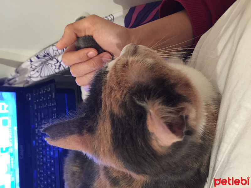 Tekir Kedi, Kedi  Duduş fotoğrafı