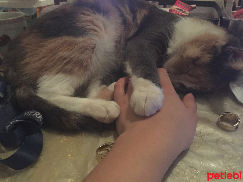 Tekir Kedi, Kedi  Duduş fotoğrafı